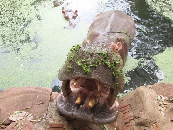 Retrato de hipopótamo na natureza — Fotografia de Stock