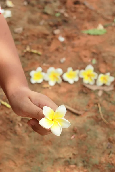 Valkoinen frangipani kukka kädessä — kuvapankkivalokuva