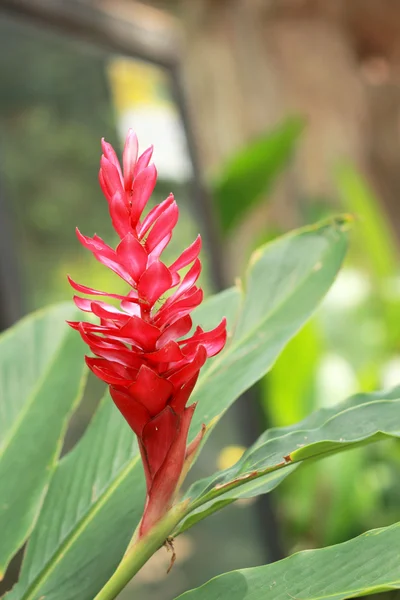 Red flower in the nature — Stock Photo, Image