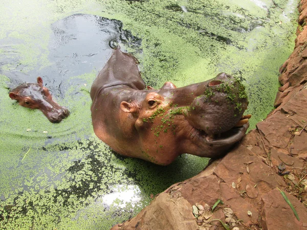 Hippo portret in de natuur — Stockfoto