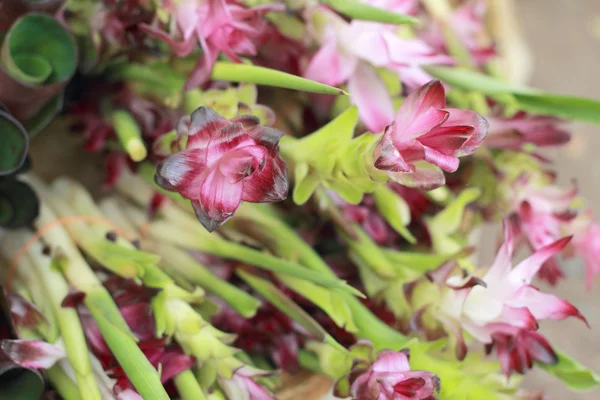 Siam Tulpenblüte auf dem Markt — Stockfoto