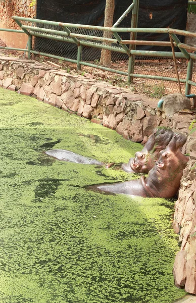 Retrato de hipopótamo en la naturaleza — Foto de Stock