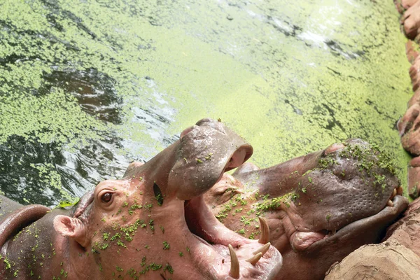 Portrait hippopotame dans la nature — Photo