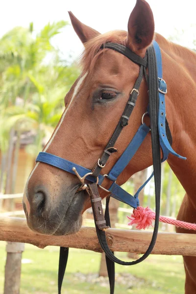 Cavalo de rosto na fazenda — Fotografia de Stock