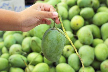 taze mango meyve Pazar