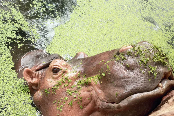 Hippo portrait in the nature — Stock Photo, Image