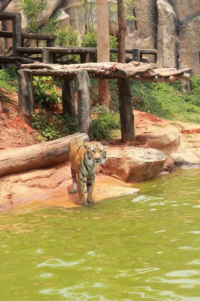 Tygrys Bengalski w naturze — Zdjęcie stockowe