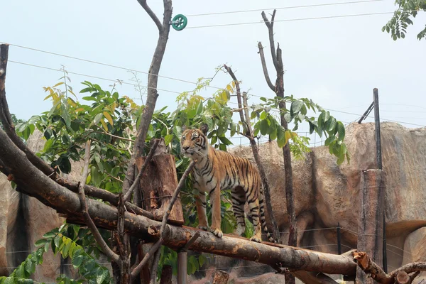 Tygrys Bengalski w naturze — Zdjęcie stockowe