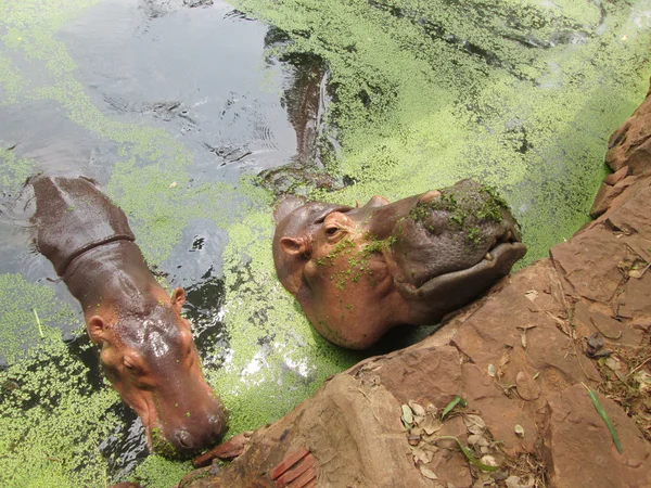 Portrait hippopotame dans la nature — Photo