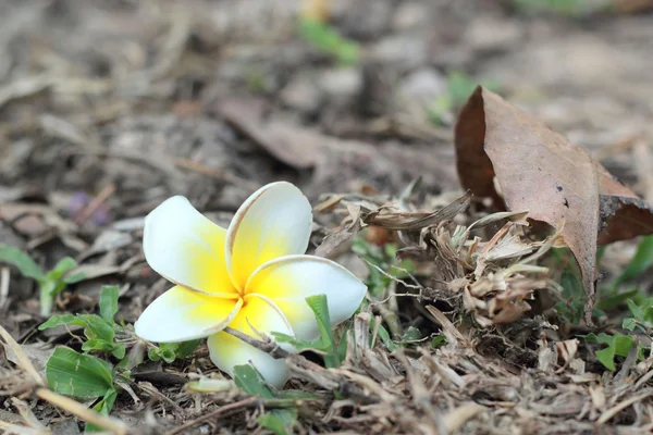 Flori frangipani albe pe pământ — Fotografie, imagine de stoc
