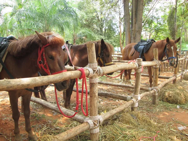 Cavalo de close-up na fazenda — Fotografia de Stock