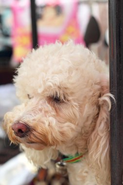 köpek arıyorum yakın çekim