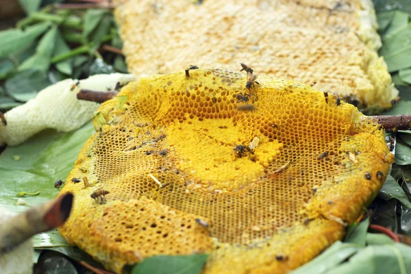 新鲜蜂蜜在梳子 — 图库照片