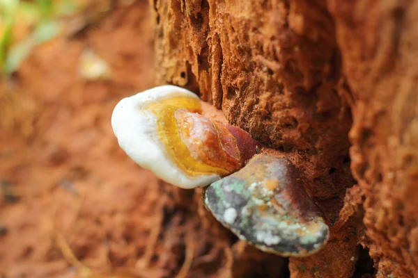 Ganoderma lucidum - ling zhi hub v přírodě — Stock fotografie