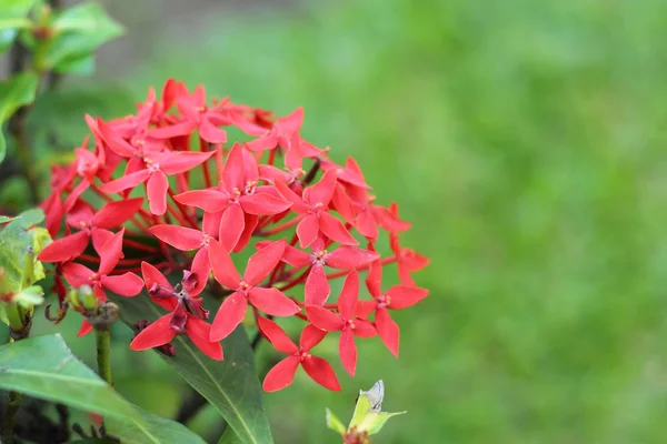 Fiori di Ixora - fiore rosso in natura — Foto Stock