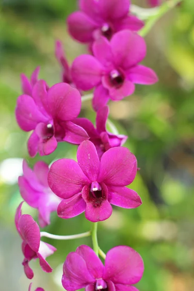 Flores cor-de-rosa brancas da orquídea na natureza — Fotografia de Stock