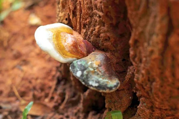 Ganoderma Lucidum - Ling Zhi Seta en la naturaleza — Foto de Stock