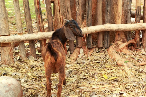 Doğada yakın çekim keçi — Stok fotoğraf