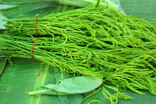 Acacia pennata i thailändska färskvarumarknaden — Stockfoto