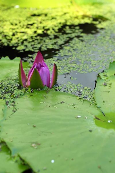 Loto rosa viola nella natura — Foto Stock