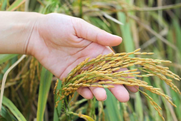 Campo de arroz dourado na mão — Fotografia de Stock