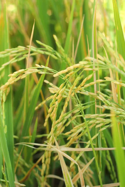 Campo de arroz dourado na natureza — Fotografia de Stock