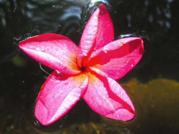 Frangipani flower beauty on water — Stock Photo, Image