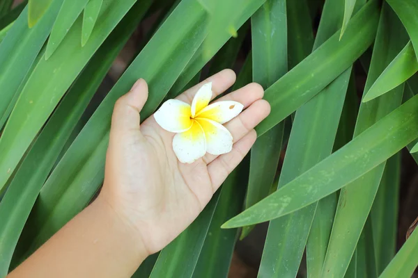 Frangipani flor beleza na mão — Fotografia de Stock