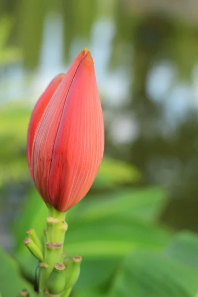 自然の中で装飾的なバナナの花 — ストック写真