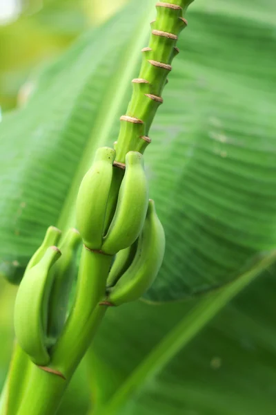 Banana fruit on the tree — Stock Photo, Image