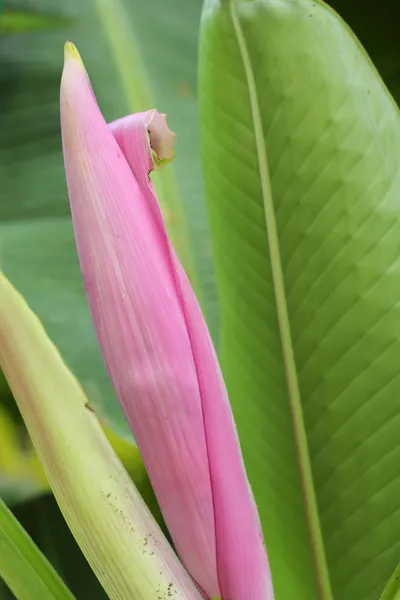 Flor de banana ornamental na natureza — Fotografia de Stock