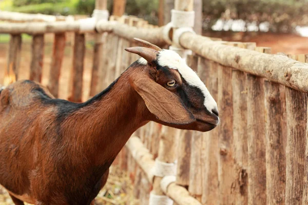 Primer plano cabra en la granja — Foto de Stock