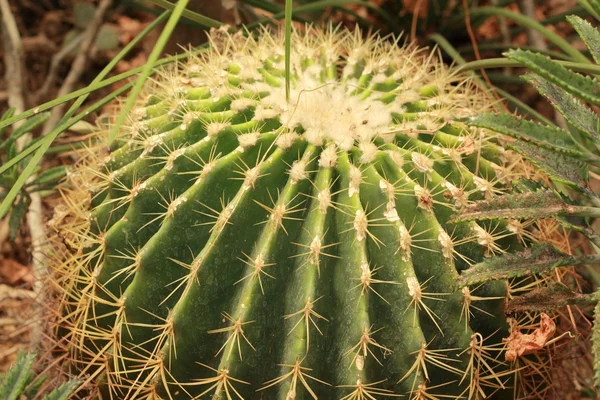 Green cactus in the garden — Stock Photo, Image