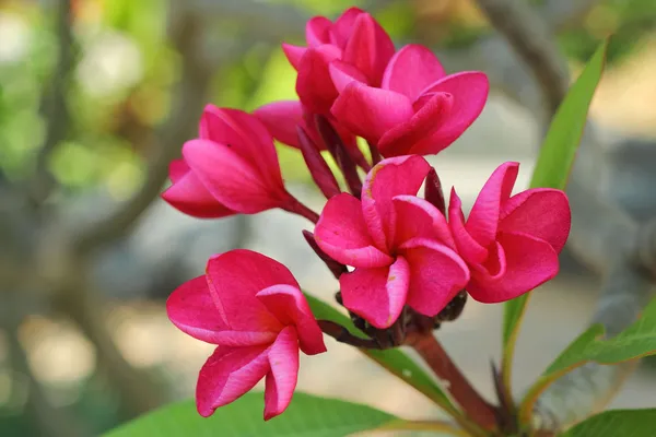 Pembe frangipani çiçek ağaç üzerinde — Stok fotoğraf