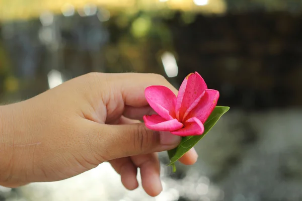 Frangipani flor beleza na mão — Fotografia de Stock