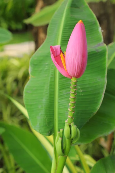 Flor de banana ornamental na natureza — Fotografia de Stock