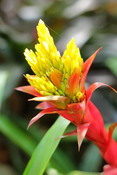 Bromélia flores no jardim — Fotografia de Stock