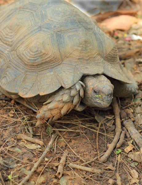 Krypande sköldpaddan i naturen — Stockfoto