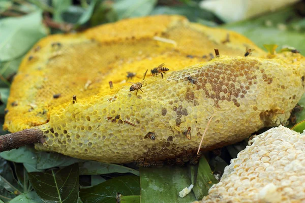 Miel fresca en el peine — Foto de Stock