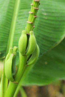 Ağaçta muz meyvesi