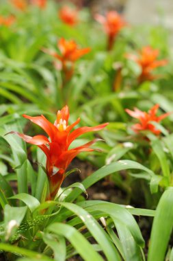 Bromeliad çiçekleri bahçede