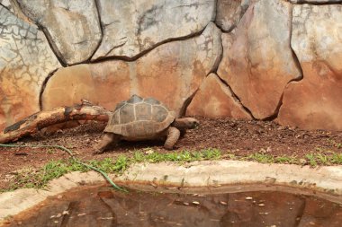 doğada gezinme kaplumbağa