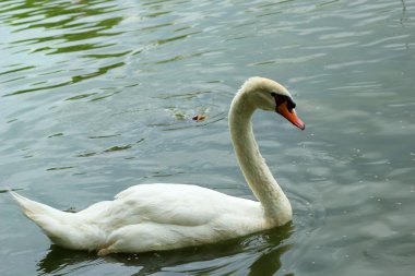 Beyaz Kuğu havuzda.