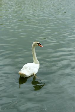 Beyaz Kuğu havuzda.