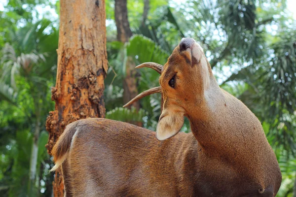 Sika deer in the nature — Stock Photo, Image