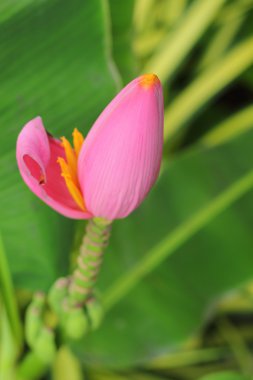 doğal süs muz çiçeği