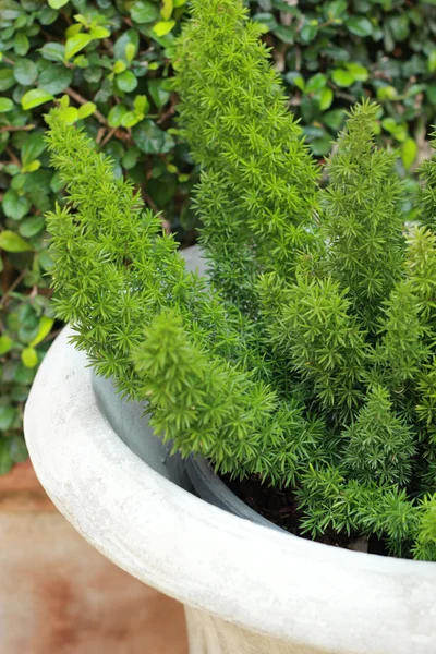 Green tree ferns in pots. — Stock Photo, Image