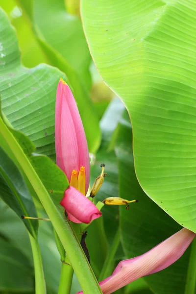 Декоративный банановый цветок в природе — стоковое фото