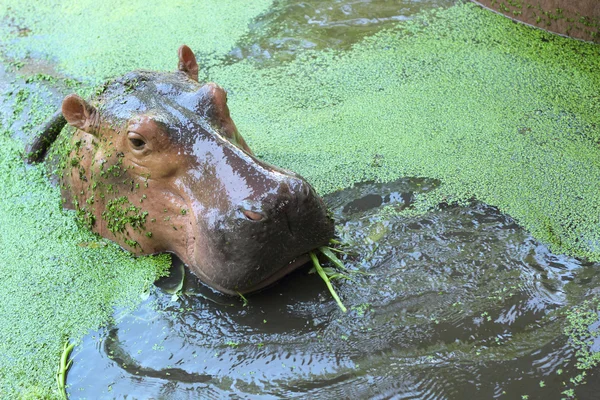 Nilpferd-Porträt in der Natur — Stockfoto