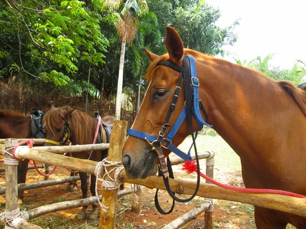 Крупный план лошади на ферме — стоковое фото